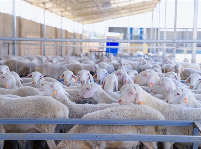 新牧業(yè) 新布局 新希望——和碩縣 “場(chǎng)繁戶育”模式激活鄉(xiāng)村振興“畜牧動(dòng)能”